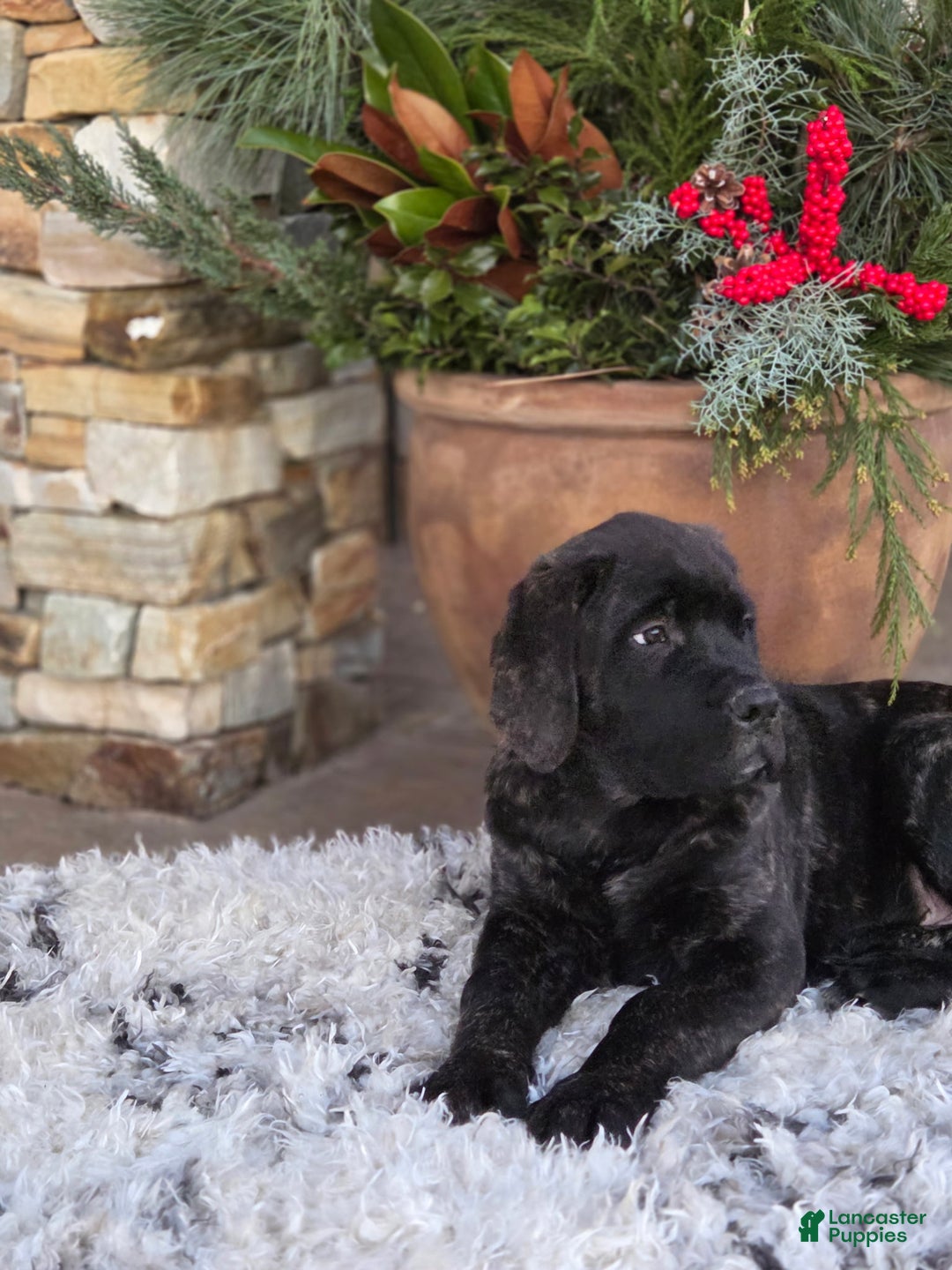 English Mastiff dogs for sale: English Mastiff Puppy 3 - Ad 1