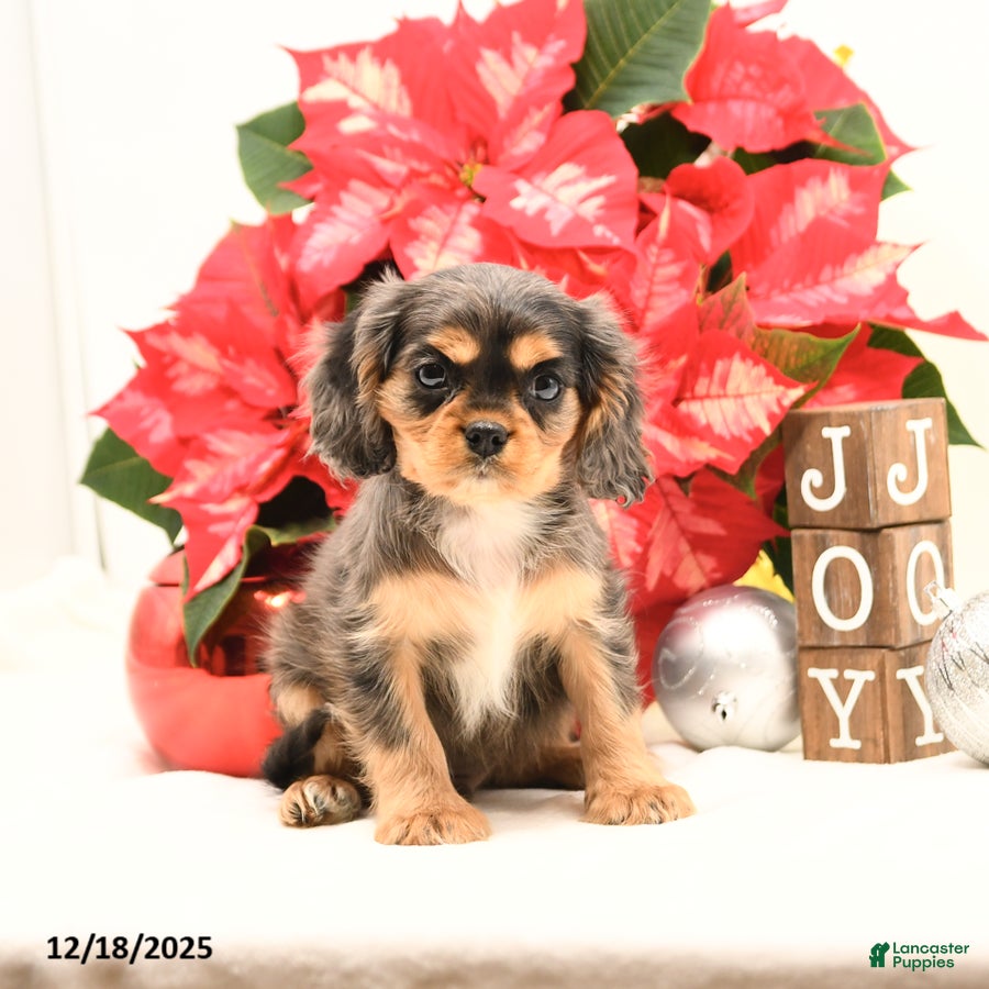 Cavalier King Charles Spaniel dogs Jack  - Ad 29