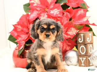 Cavalier King Charles Spaniel dogs Jack - Ad 1