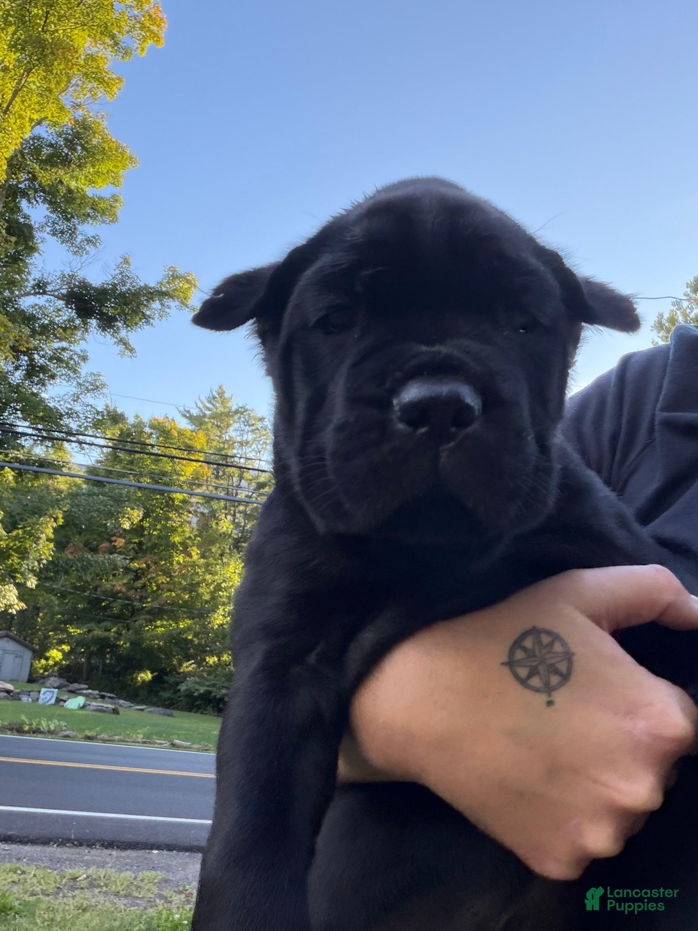 Cane Corso dogs Light Grey Collar - John  - Ad 2