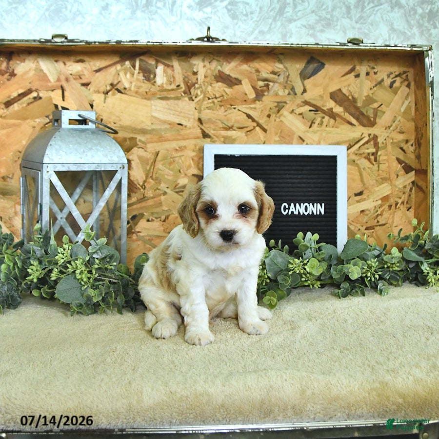 Cavapoo dogs Canonn - Ad 2