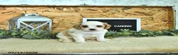 Cavapoo dogs for sale: Canonn - Ad 2