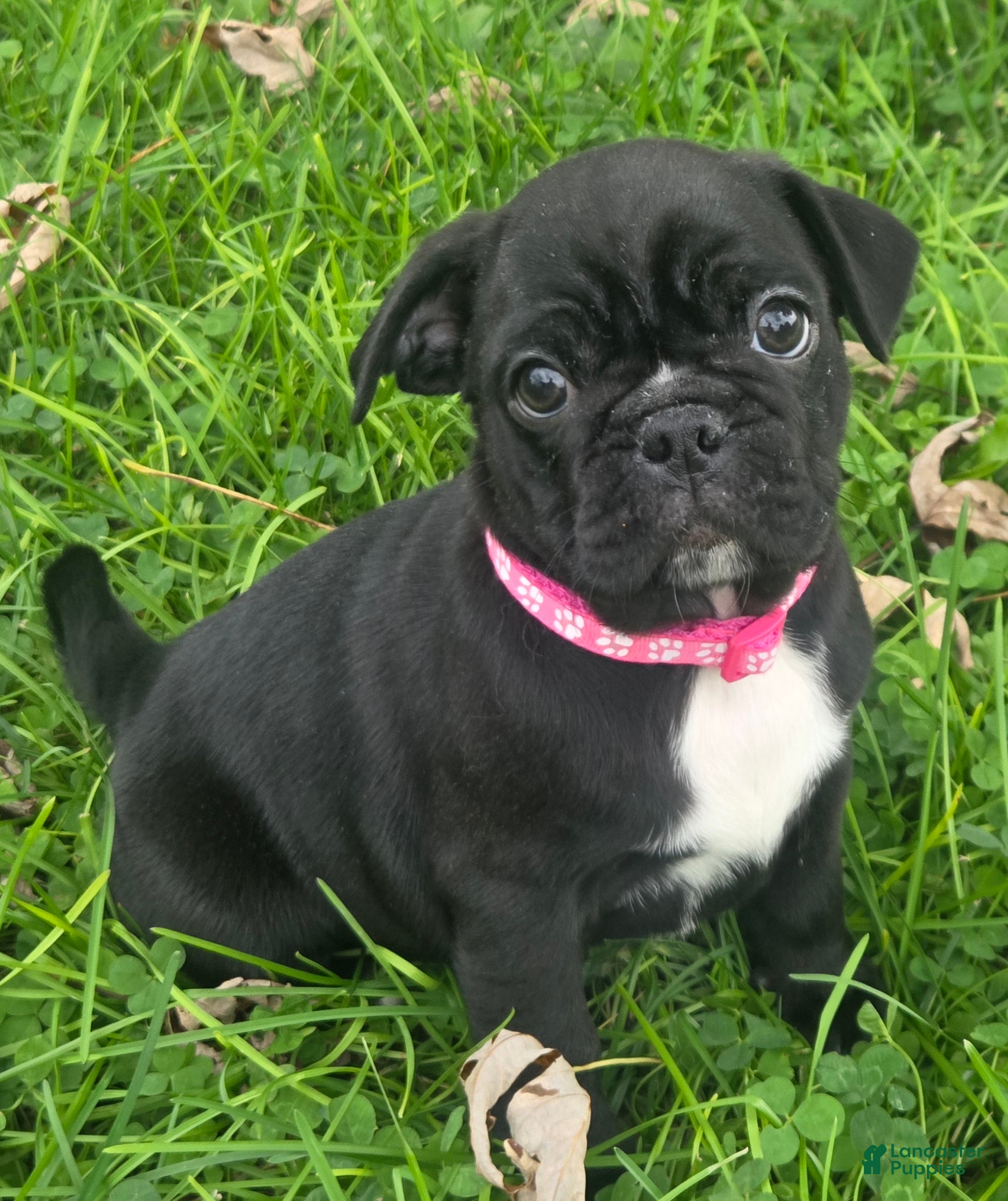 Mixed Breed dogs Millie - Ad 2