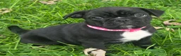 Mixed Breed dogs for sale: Millie - Ad 2
