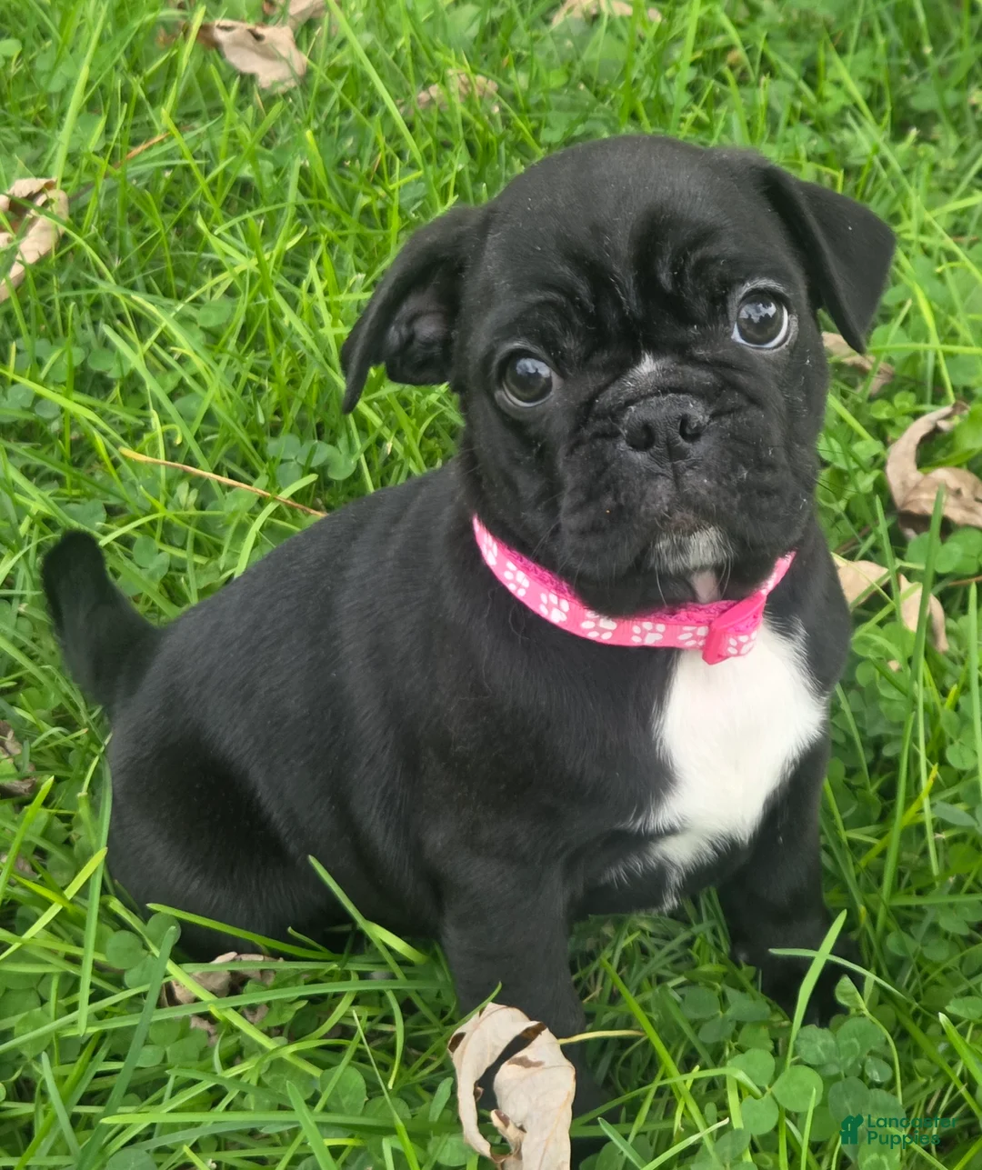 Mixed Breed dogs for sale: Millie - Ad 2