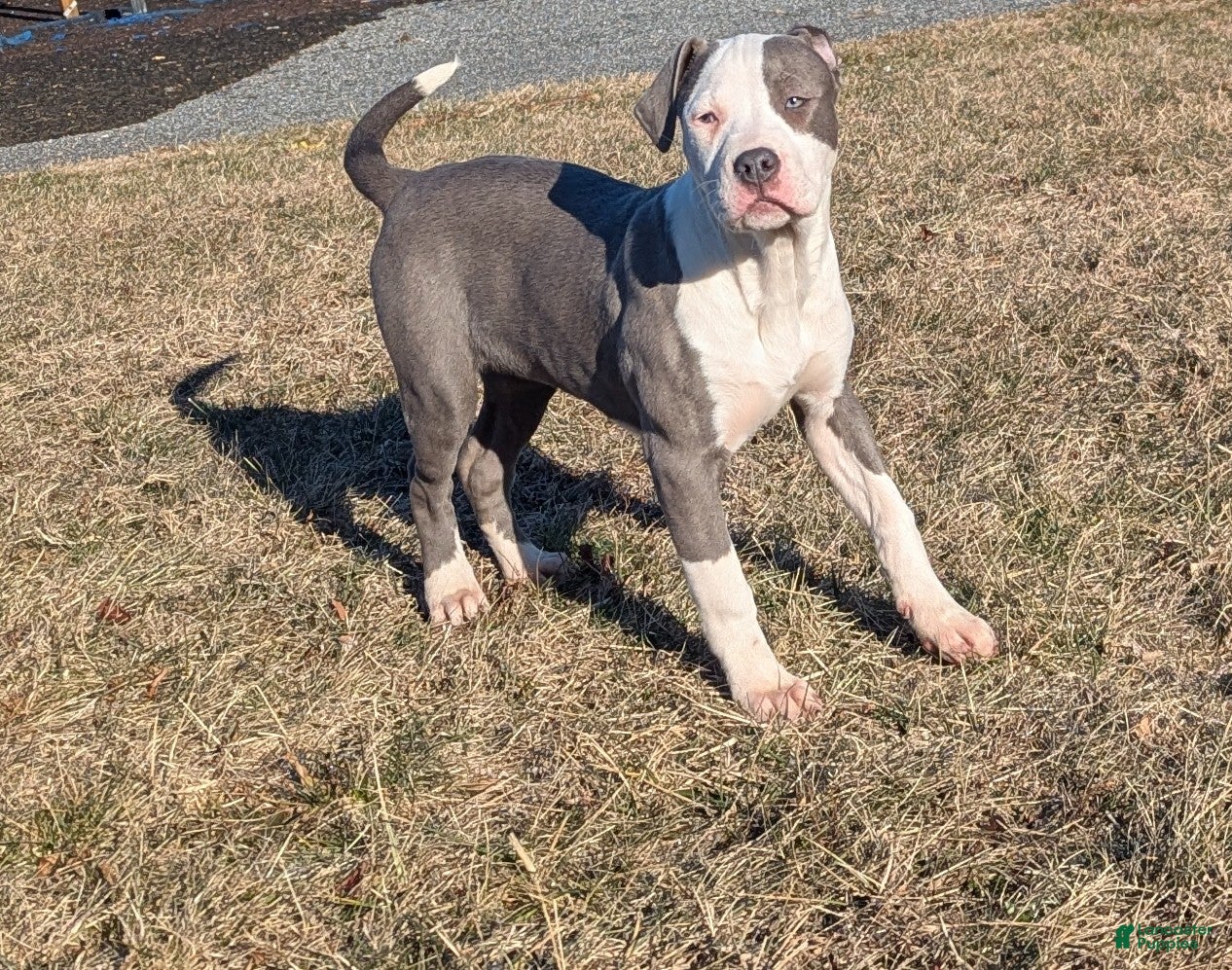 American Bully dogs Spotty - Ad 11