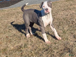 American Bully dogs Spotty - Ad 11