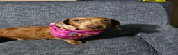 Miniature Dachshund dogs for sale: Miniature Dachshund 1 - Ad 3