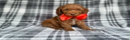 Cockapoo dogs for sale: Max - Ad 8