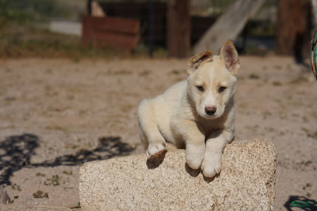Mixed Breed dogs for sale: Toes M Cream - Ad 20