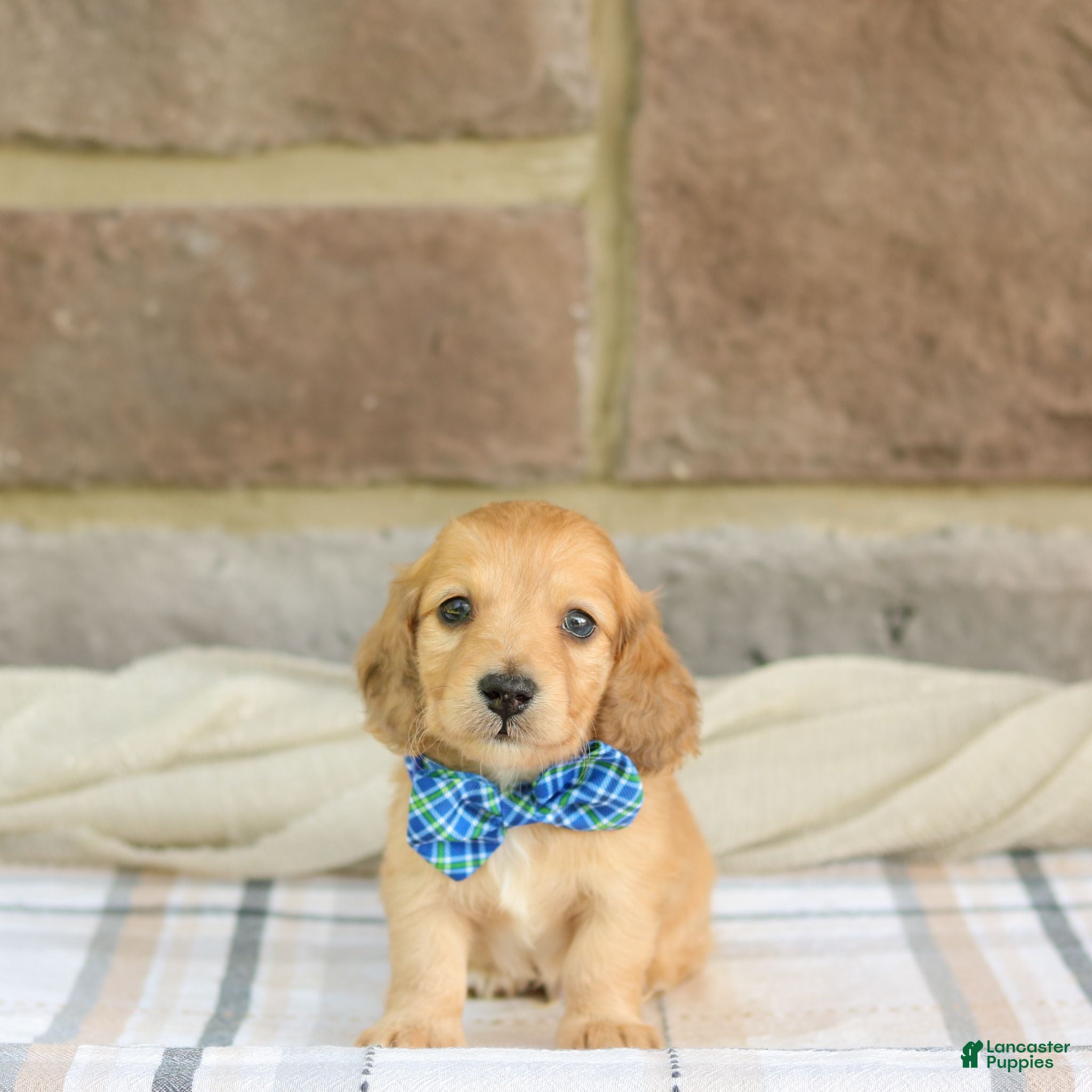 Miniature Dachshund dogs Pepper - Ad 1