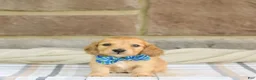 Miniature Dachshund dogs for sale: Pepper - Ad 1