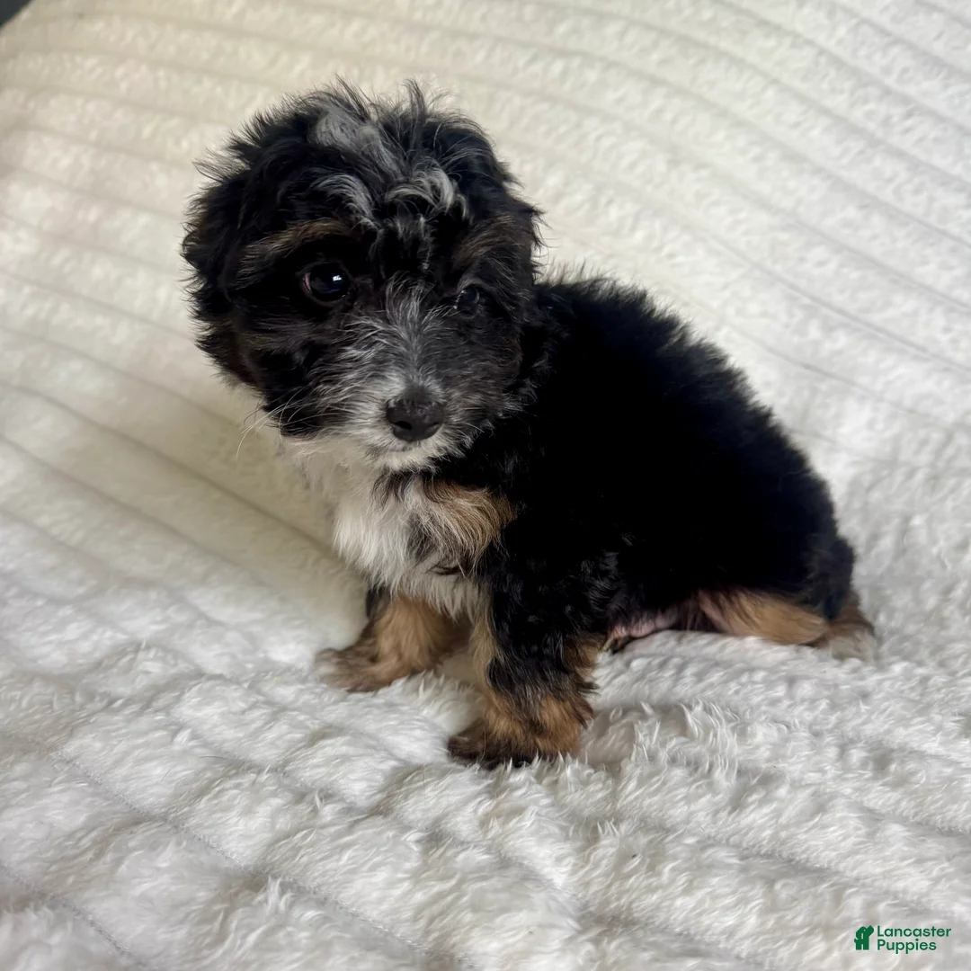 Mixed Breed dogs for sale: jake  - Ad 2