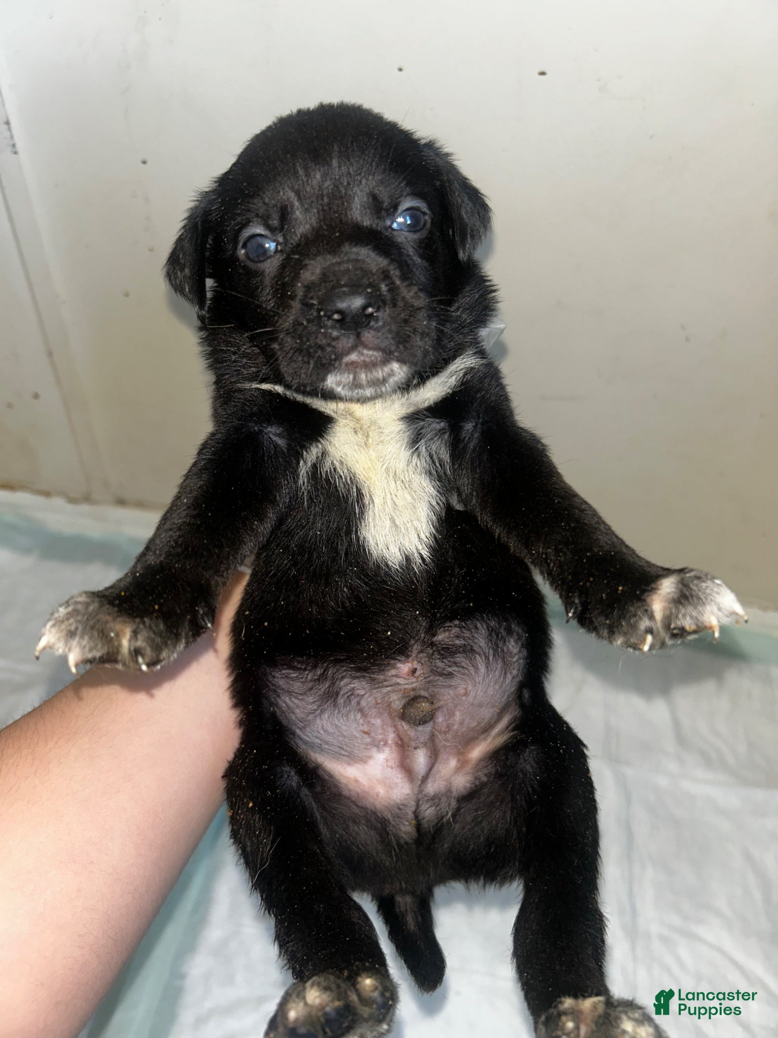 Mixed Breed dogs Mixed Breed Puppy 5 - Ad 3