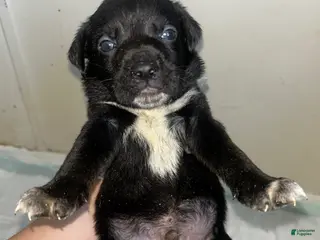 Mixed Breed dogs Mixed Breed Puppy 5 - Ad 3