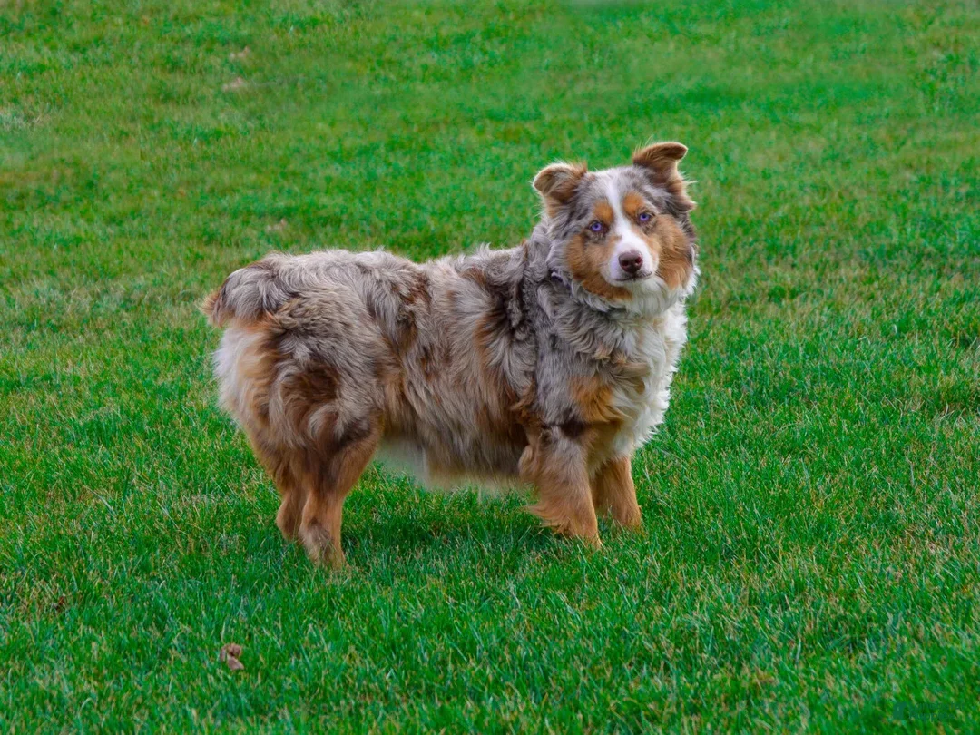 Mini Aussiedoodle dogs for sale: Ian - Ad 6