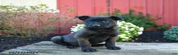 Belgian Malinois dogs for sale: Ellie - Ad 2