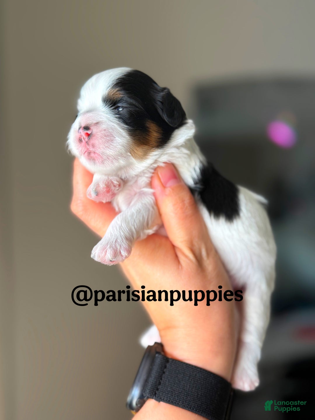 Shihpoo dogs for sale: Ridge - Ad 1