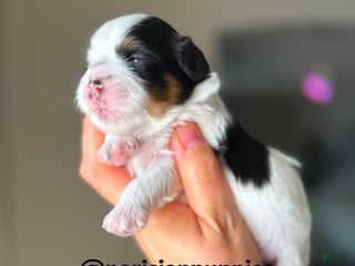 Shihpoo dogs Ridge - Ad 20