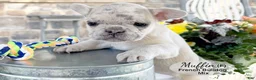 Mixed Breed dogs for sale: Muffin - Ad 4