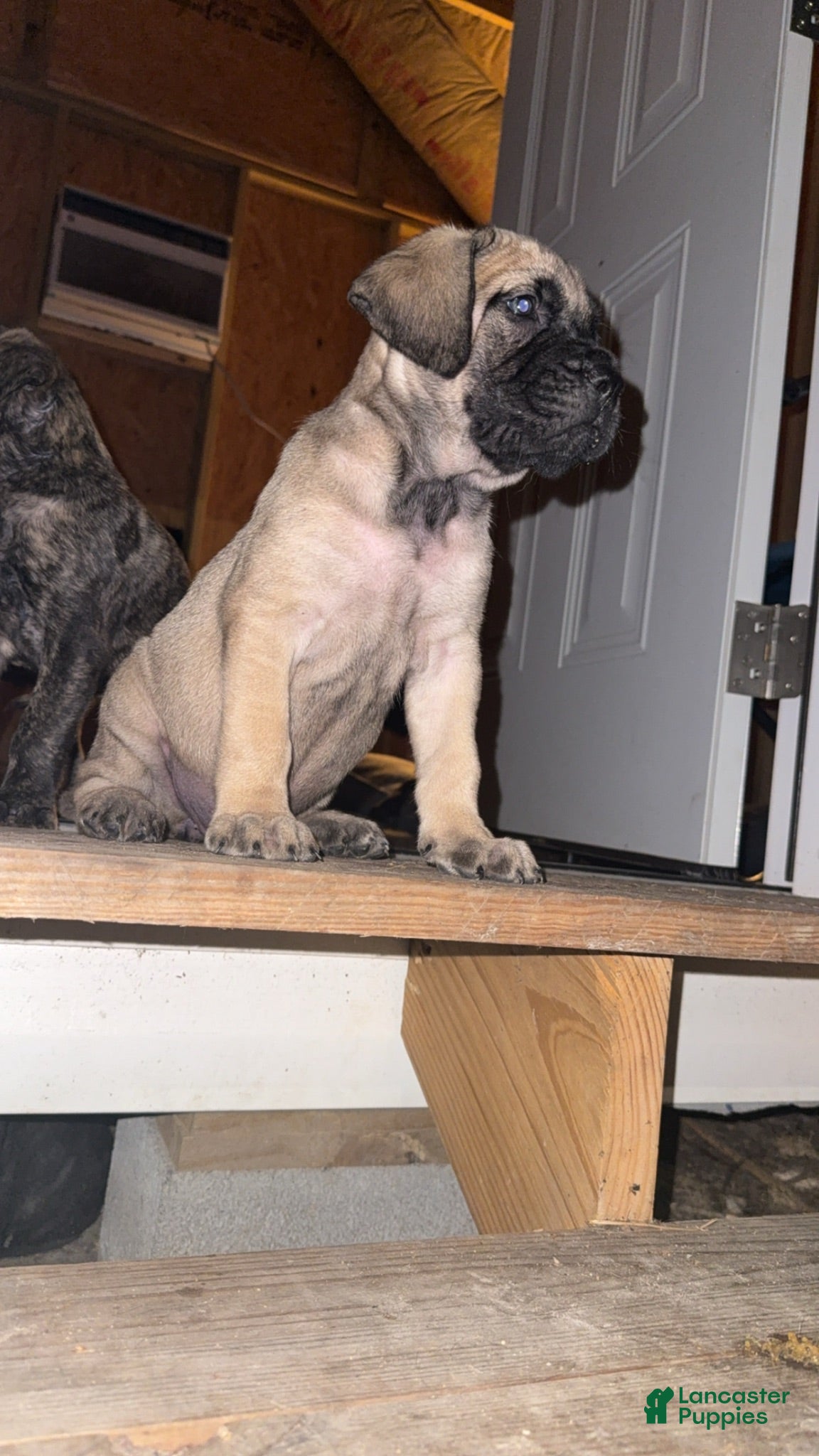 English Mastiff dogs English Mastiff 1 - Ad 31