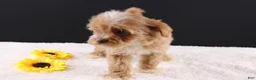 Shihpoo dogs for sale: Theo - Ad 7