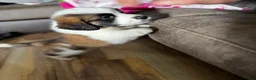 Saint Bernard dogs for sale: Female 1 – Little Princess - Ad 6