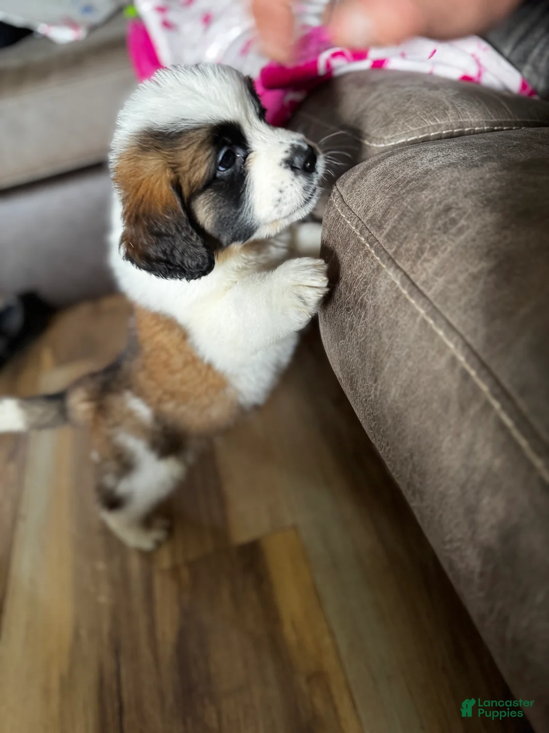Saint Bernard dogs for sale: Female 1 – Little Princess - Ad 6