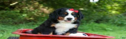 Bernese Mountain Dog dogs for sale: SPIKE - Ad 5