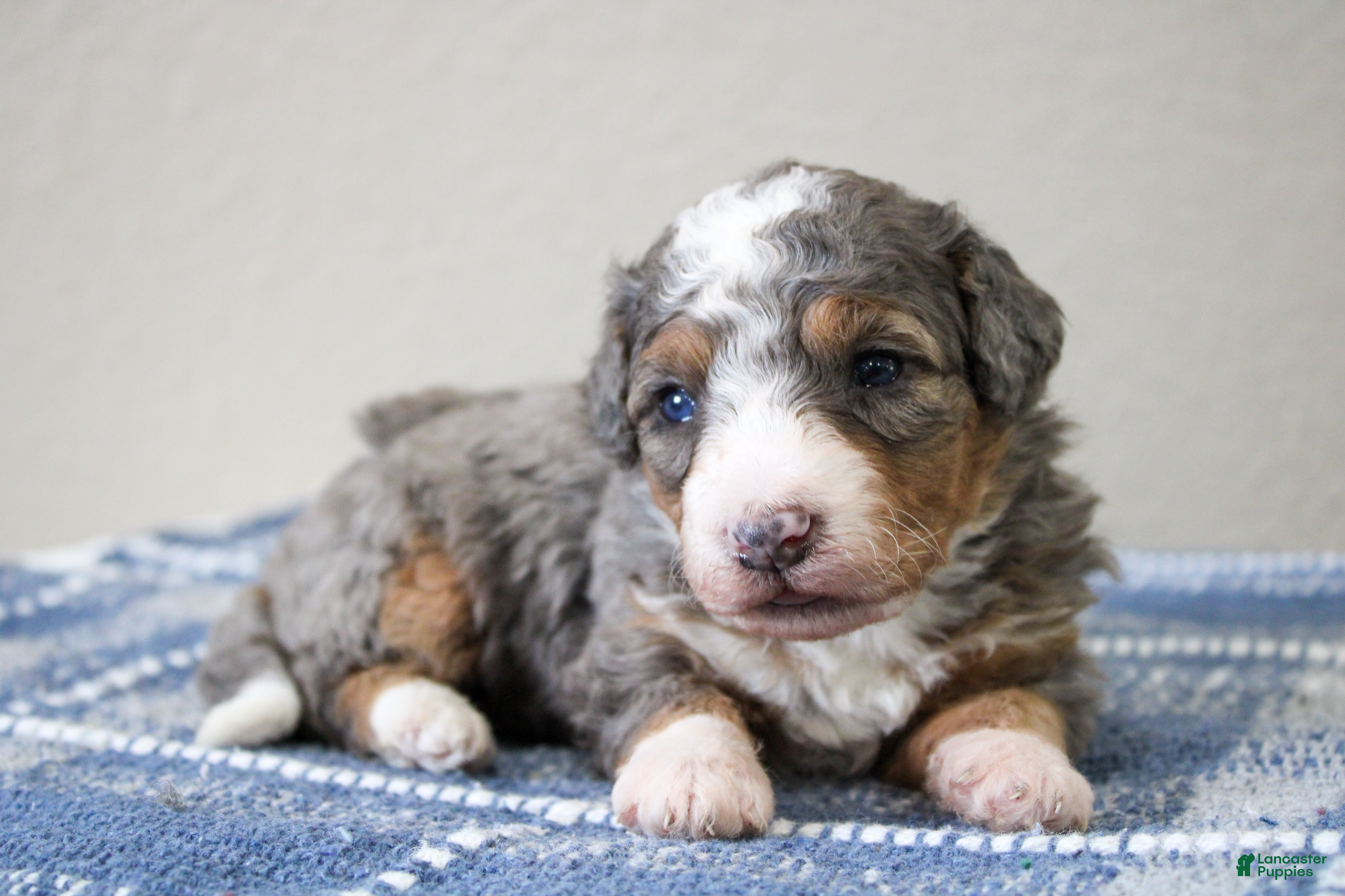 Mini Bernedoodle dogs Simba  - Ad 1