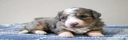 Mini Bernedoodle dogs for sale: Sawyer  - Ad 56