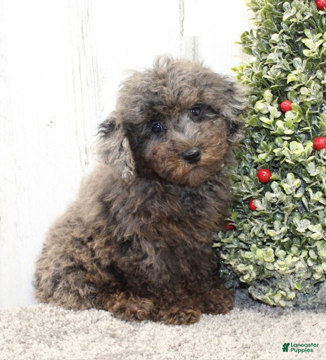 Miniature Poodle dogs for sale: Comet - Ad 4