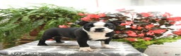 Boston Terrier dogs for sale: Felicity - Ad 1