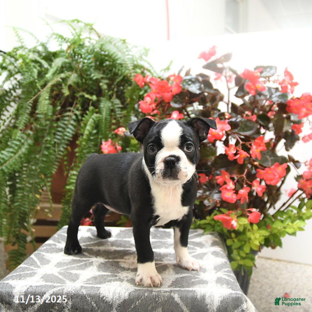 Boston Terrier dogs for sale: Felicity - Ad 1