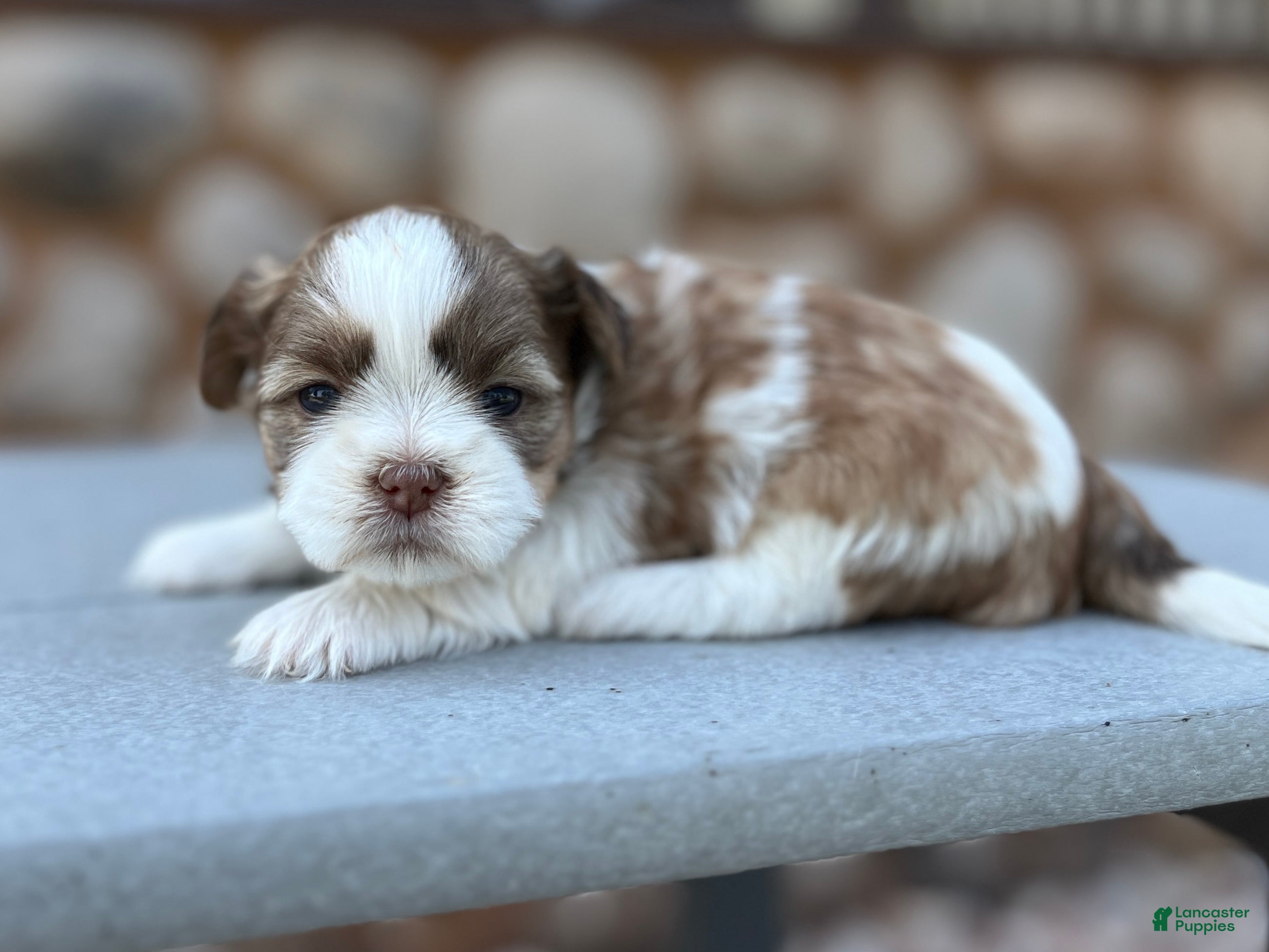 Shih Tzu dogs Josie - Ad 1