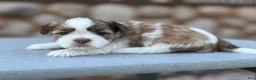 Shih Tzu dogs for sale: Josie - Ad 1