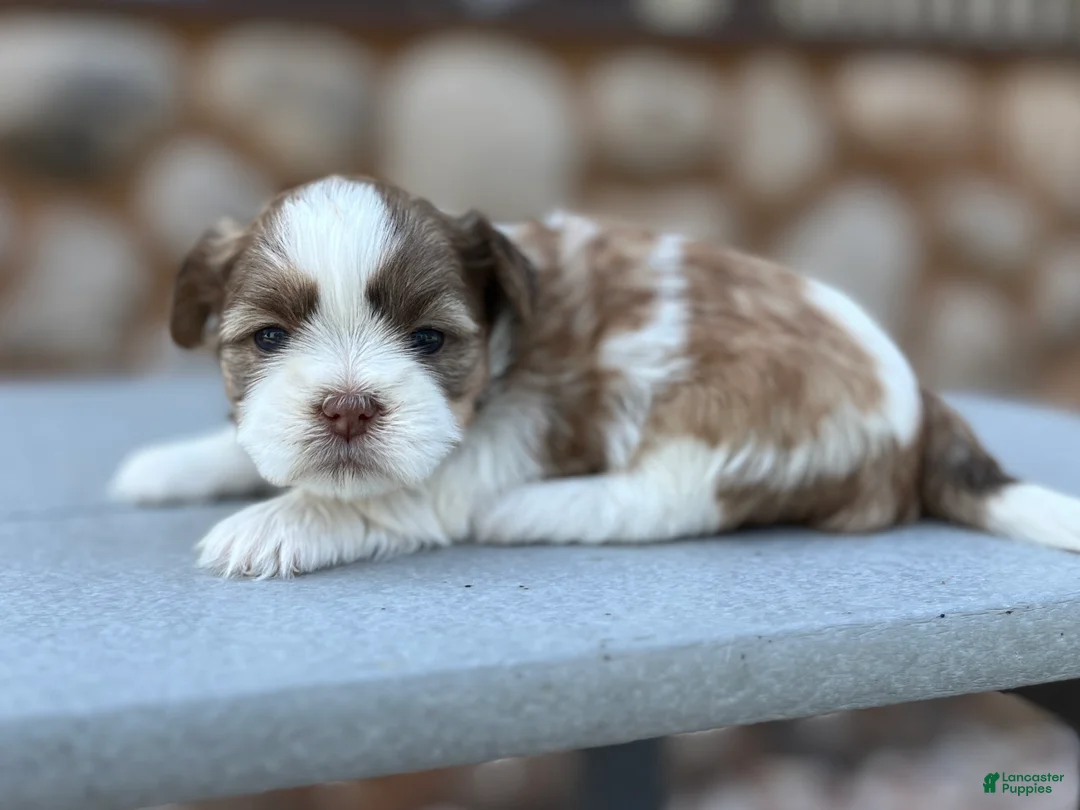 Shih Tzu dogs for sale: Josie - Ad 1