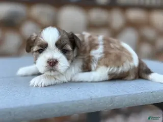 Shih Tzu dogs Josie - Ad 4