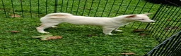 Shiba Inu dogs for sale: Reduced  - Ad 4