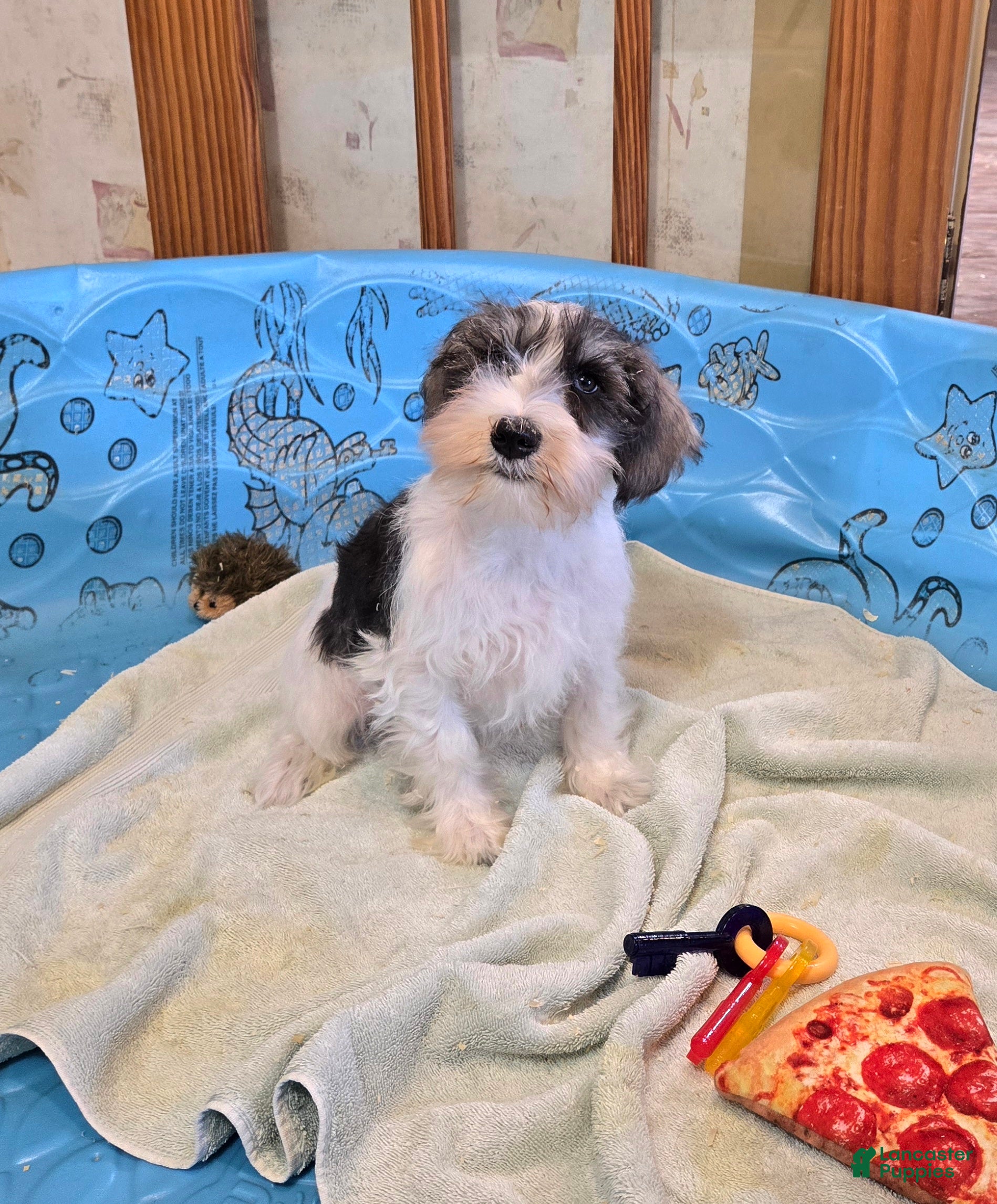 Miniature Schnauzer dogs Scoobie - Ad 2
