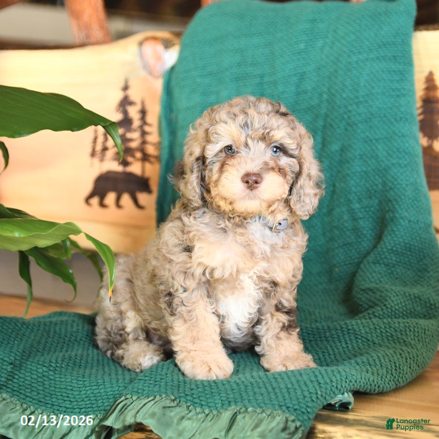 Cockapoo dogs Max - Ad 2