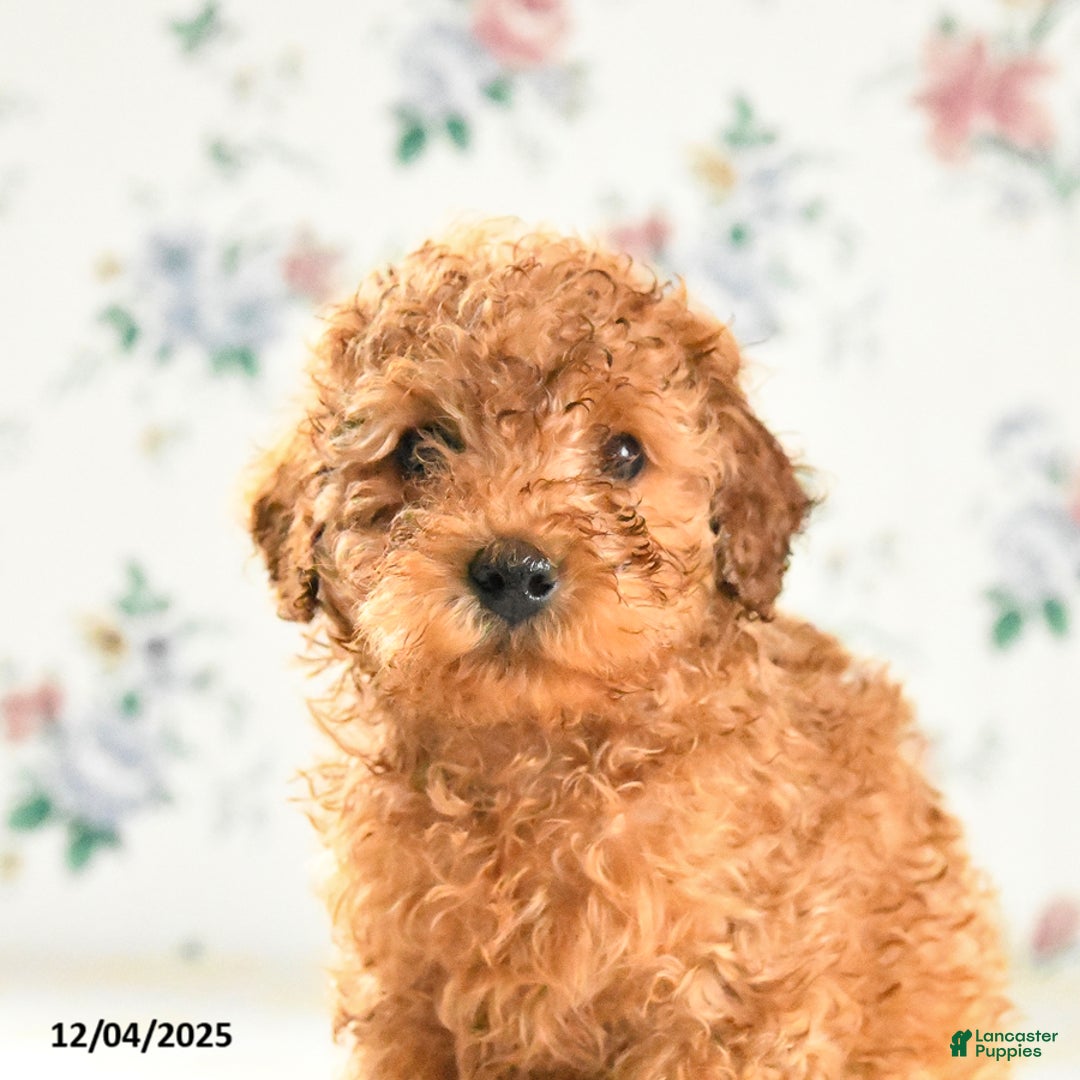 Miniature Poodle dogs for sale: Jack  - Ad 5