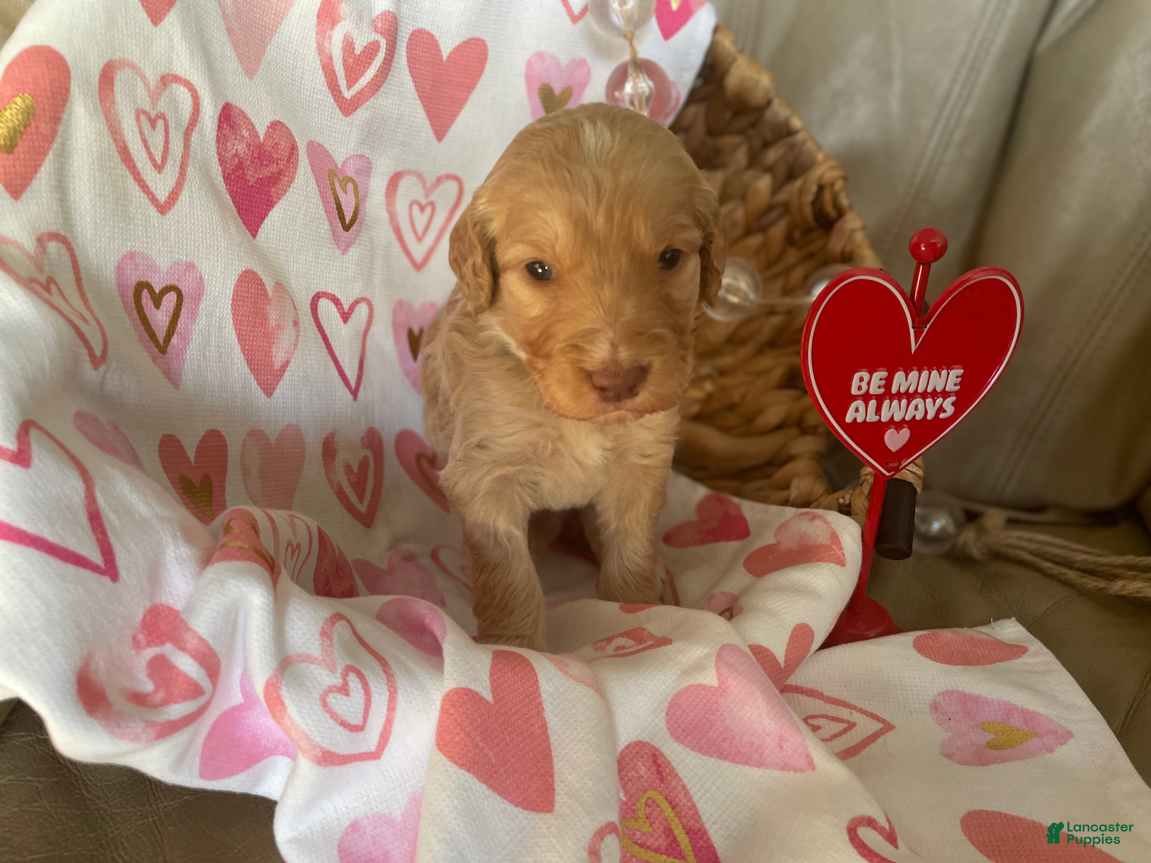 Goldendoodle dogs Ms green - Ad 42