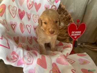 Goldendoodle dogs Ms green - Ad 30