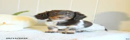 Miniature Dachshund dogs for sale: Callie - Ad 1
