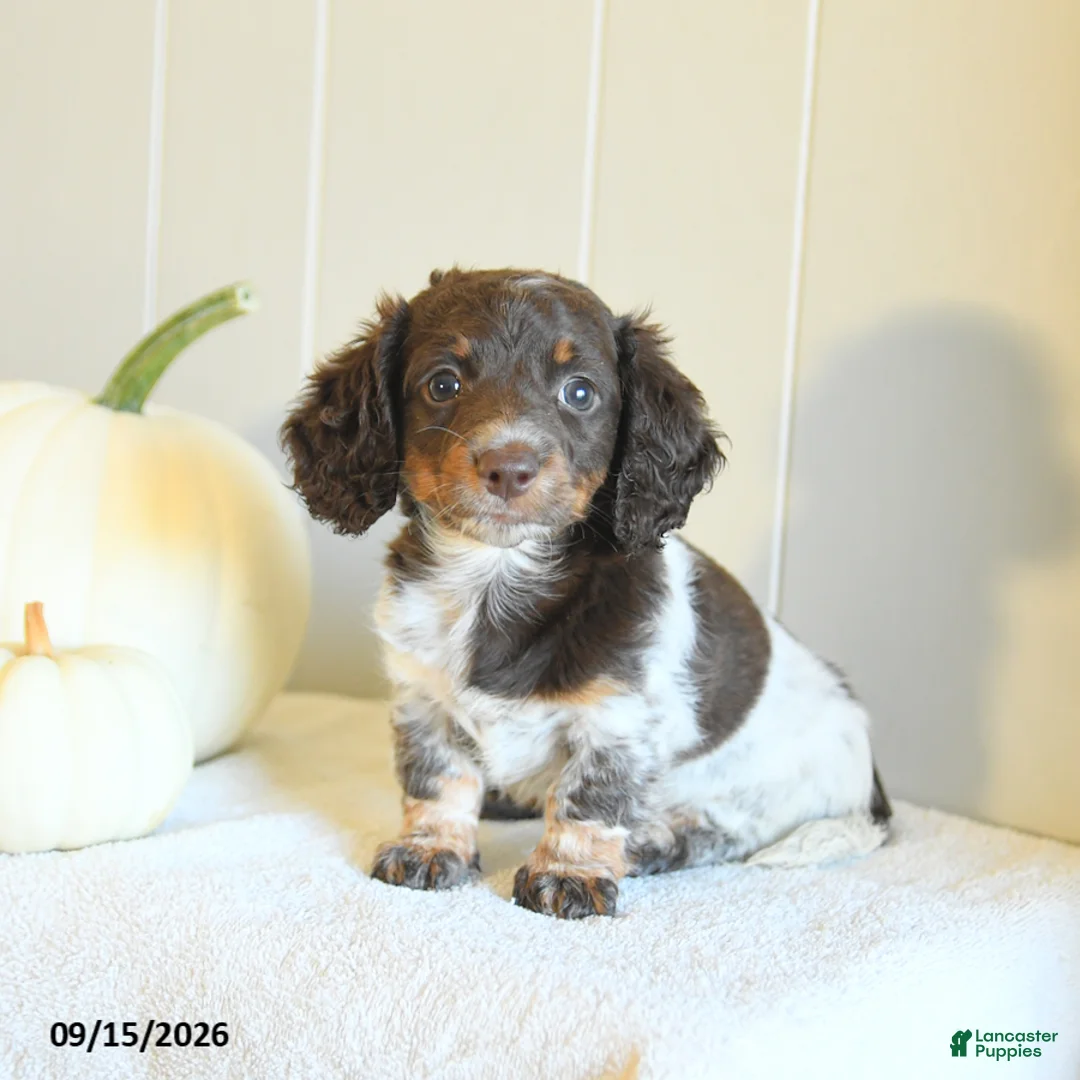 Miniature Dachshund dogs for sale: Callie - Ad 1