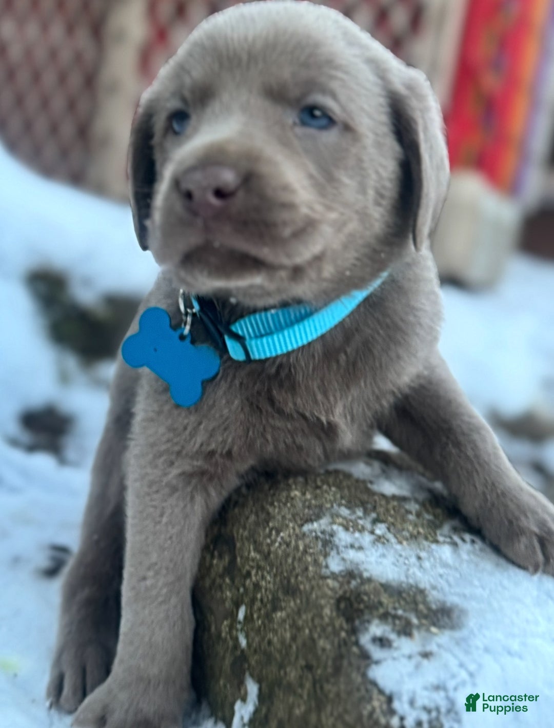 Labrador Retriever dogs for sale: Labrador Retriever Puppy 1 - Ad 7