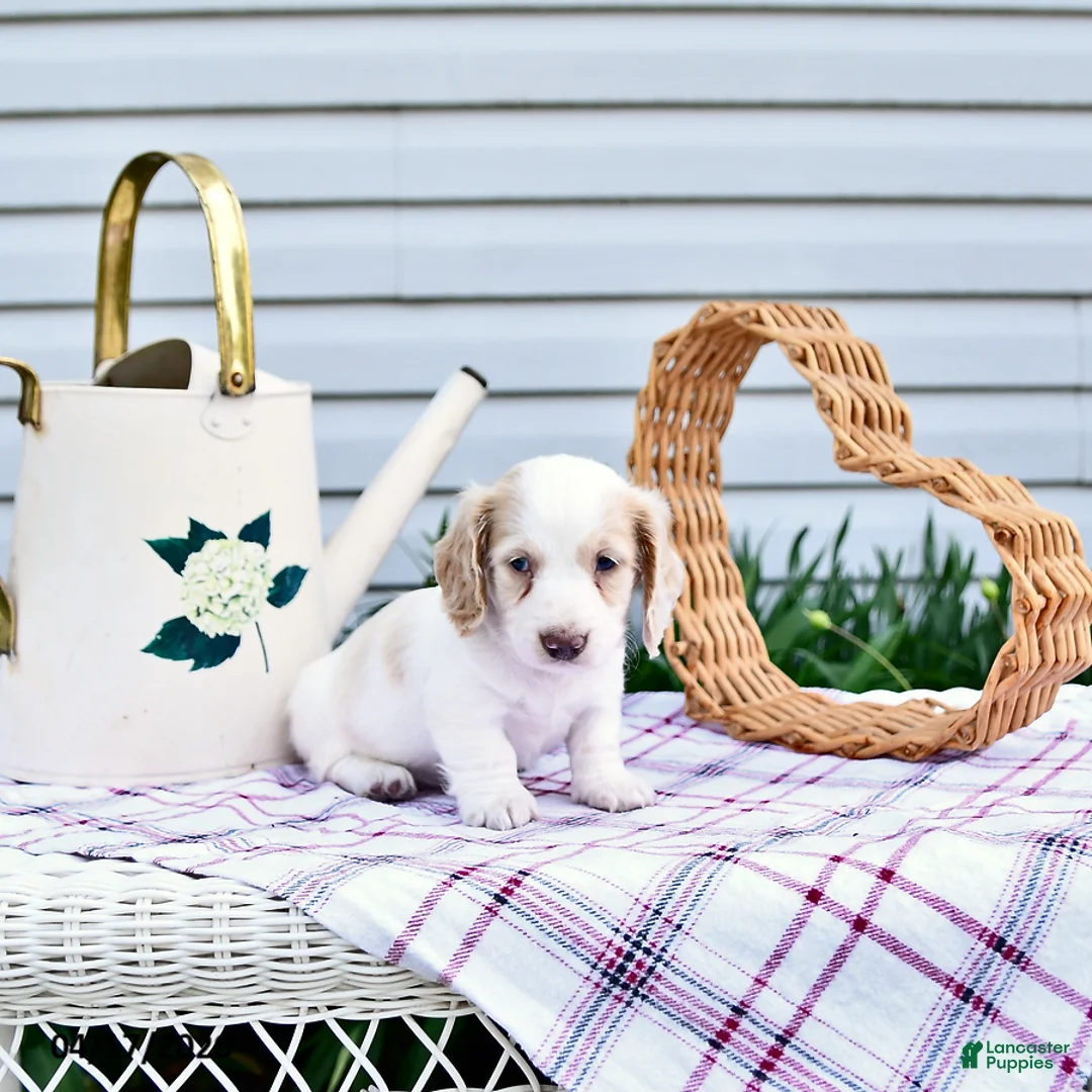 Dachshund dogs for sale: Denver - Ad 1