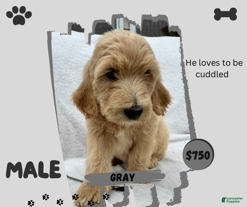 Goldendoodle dogs Goldendoodle 2 - Ad 13