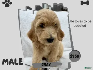 Goldendoodle dogs Goldendoodle 2 - Ad 13